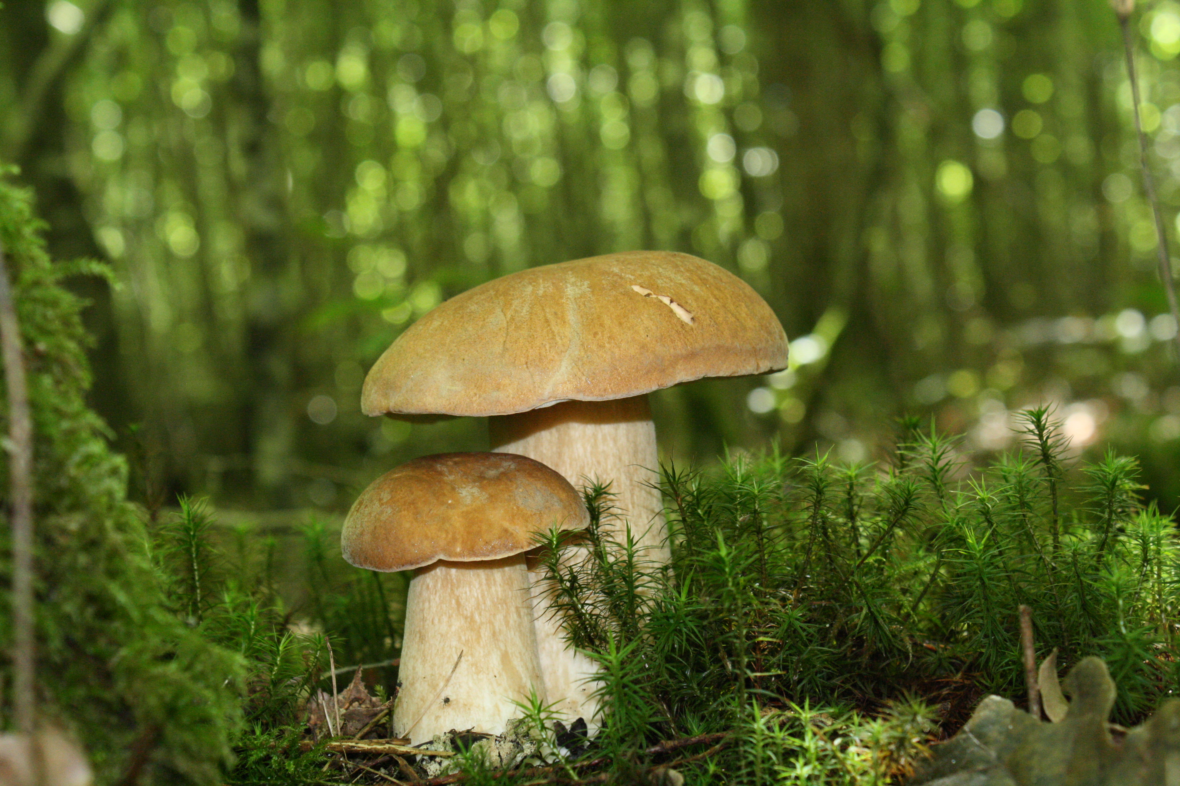 Didier du Val - Randonnées découvertes du Pays du Der