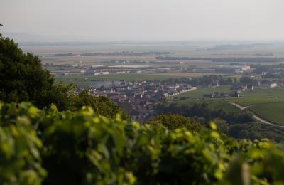 Vue des vignobles et village d'Avize
