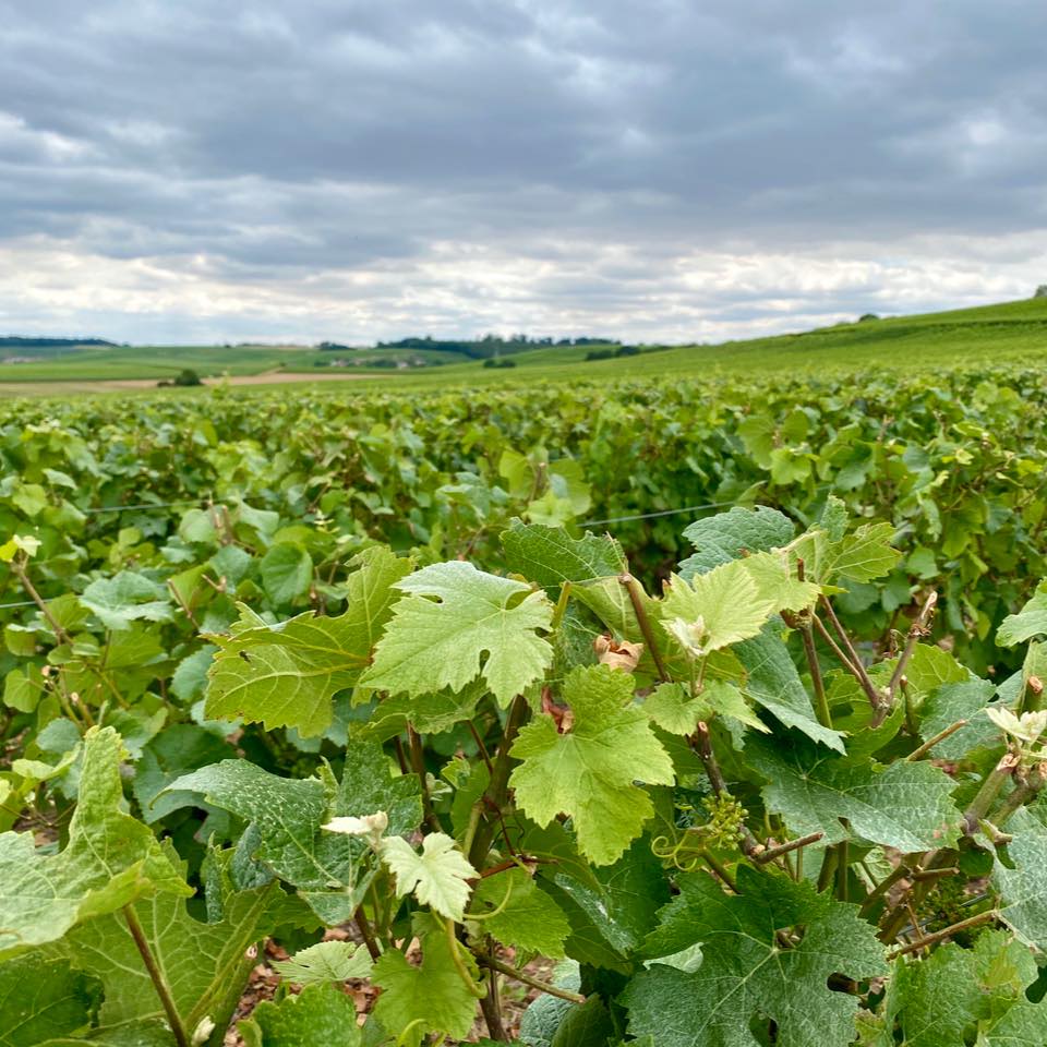 Champagne Michel Jacquesson - Beaunay