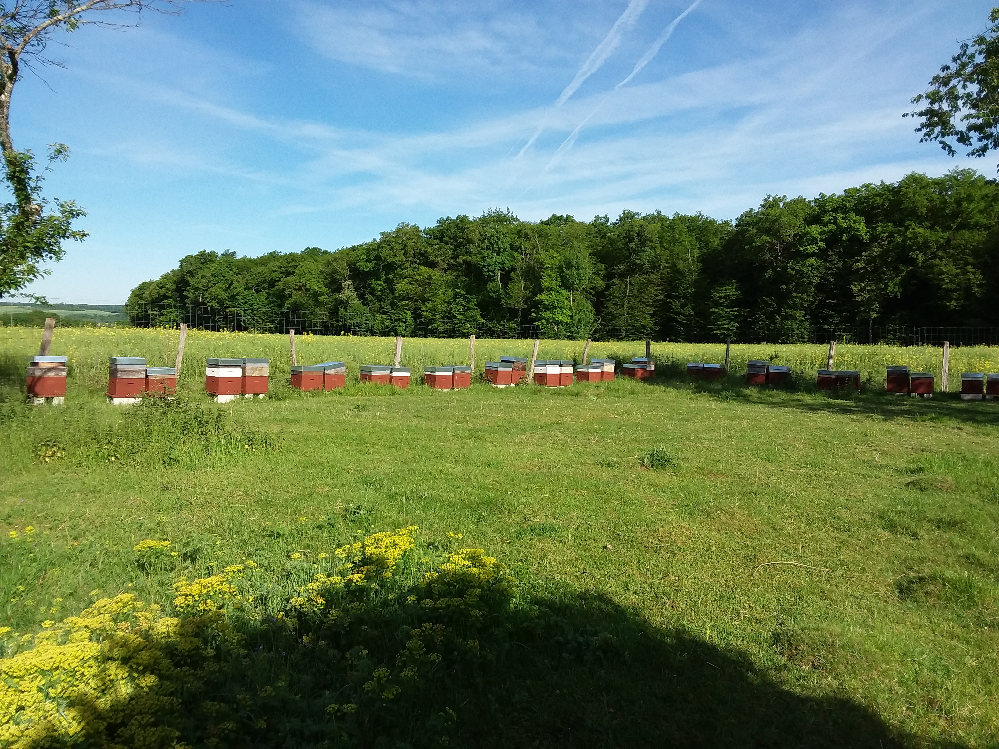 L'Abeille chercheuse