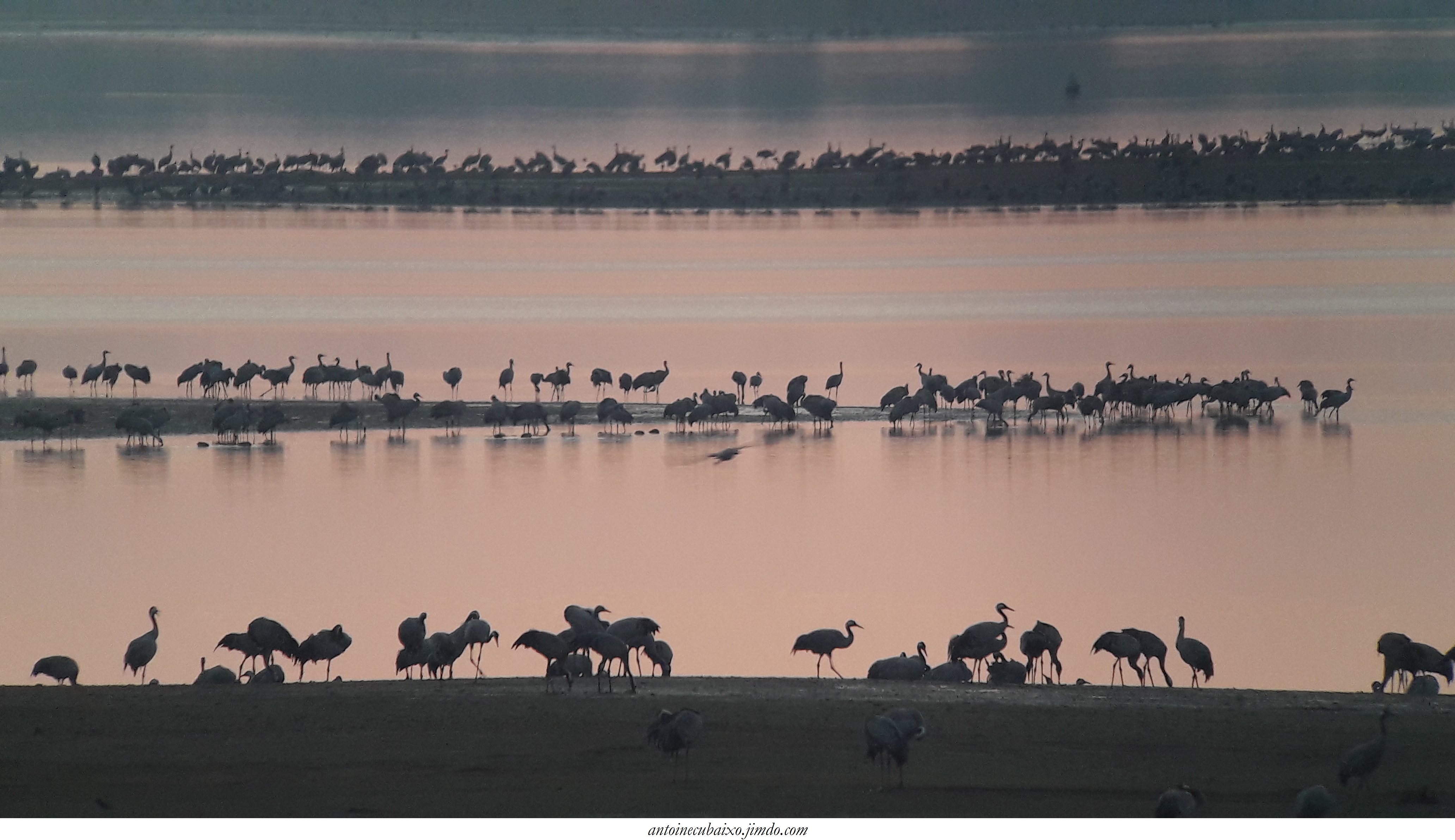 Antoine Cubaixo, Guide Ornithologue - photo 2