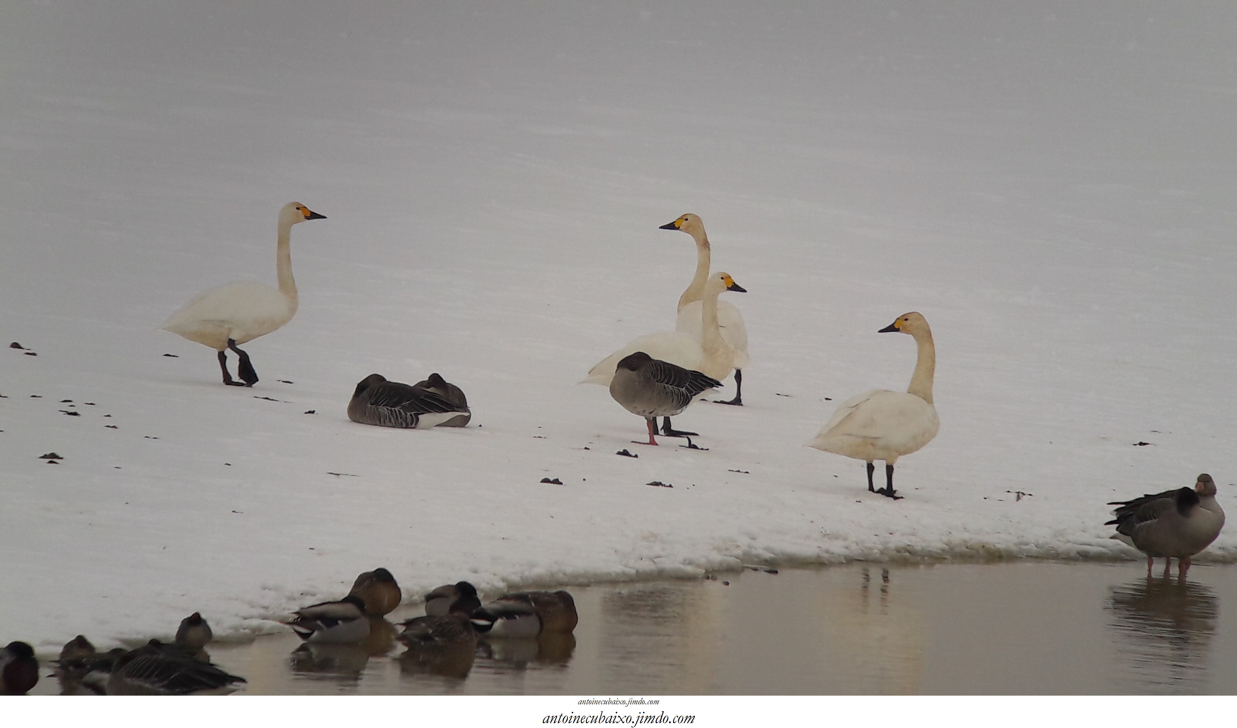 Antoine Cubaixo, Guide Ornithologue - photo 5