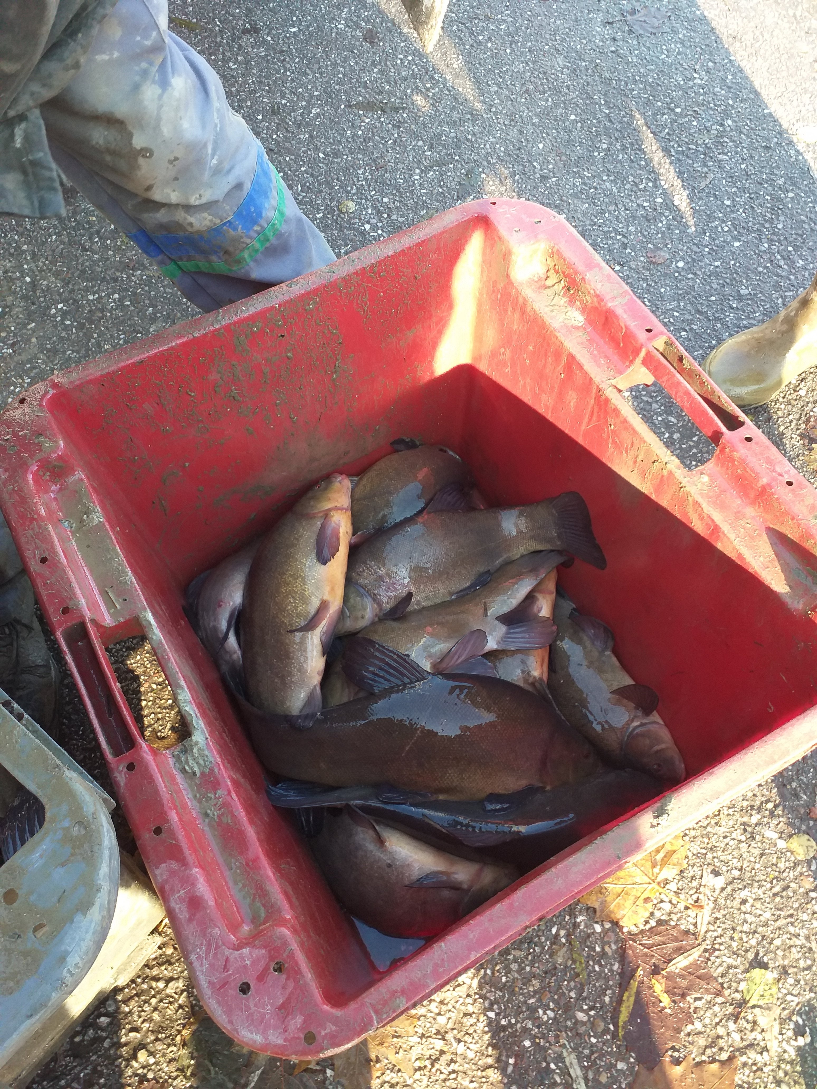 APPMA La Gaule Marnavalaise - photo 3