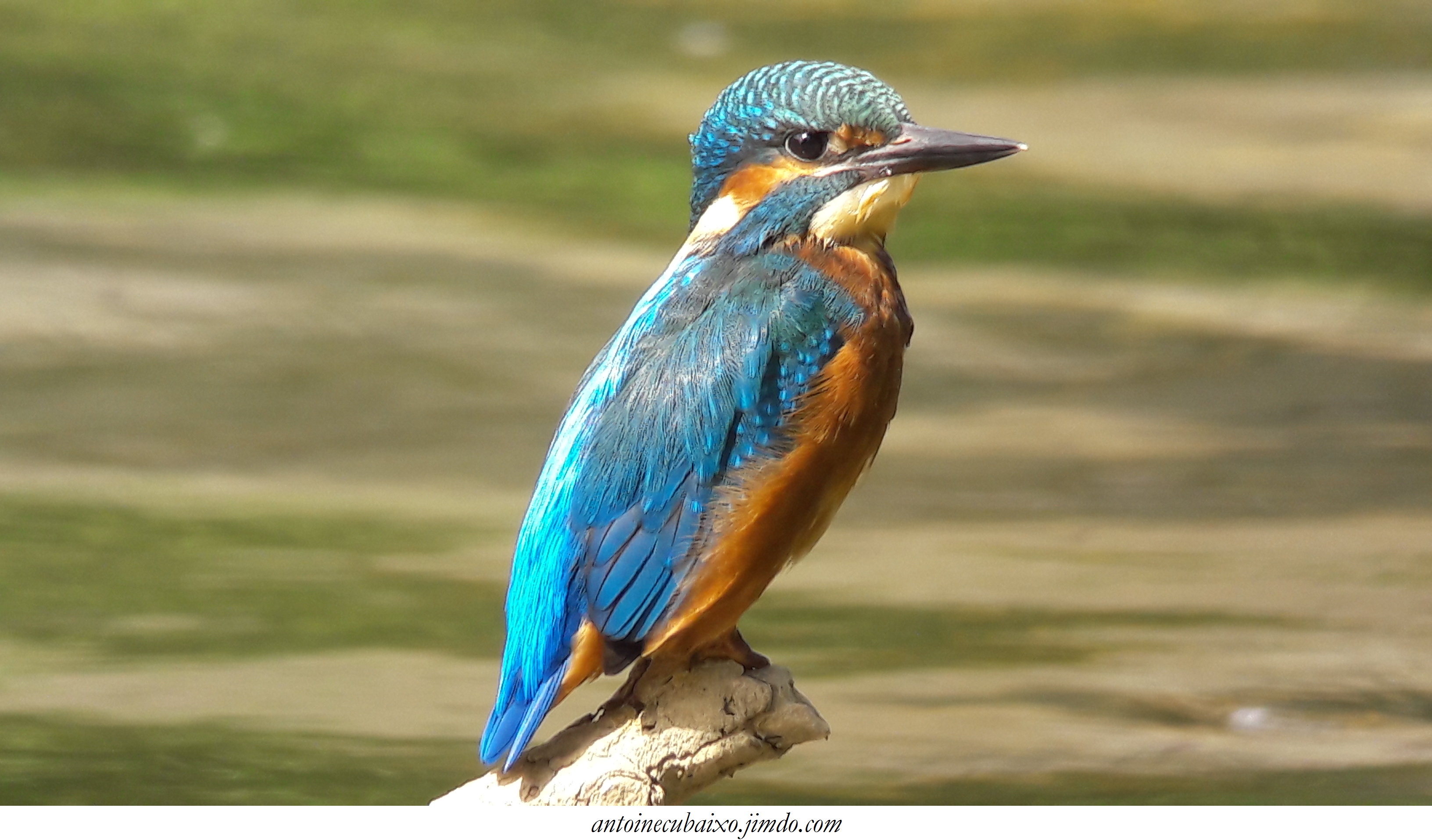 Antoine Cubaixo, Guide Ornithologue - photo 4