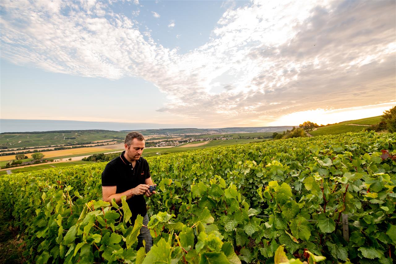 Champagne Alexis Leconte