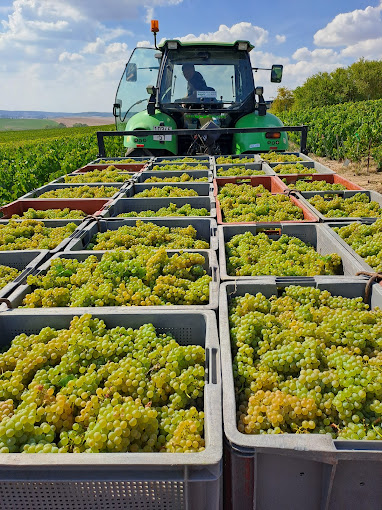 Champagne Petit Triolet