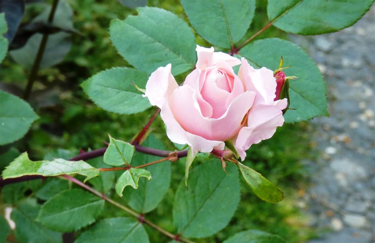 Jardin de L'Eau Vive