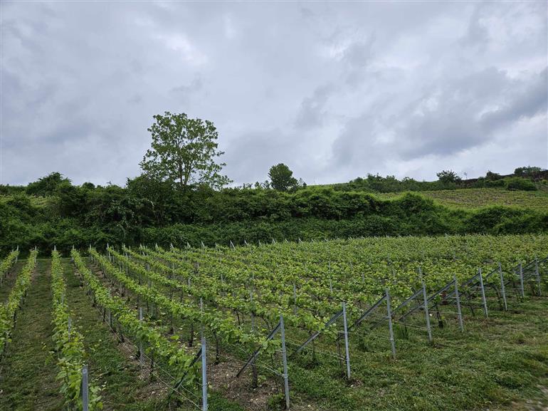 Chp Oriol-Dérouillat - Chouilly