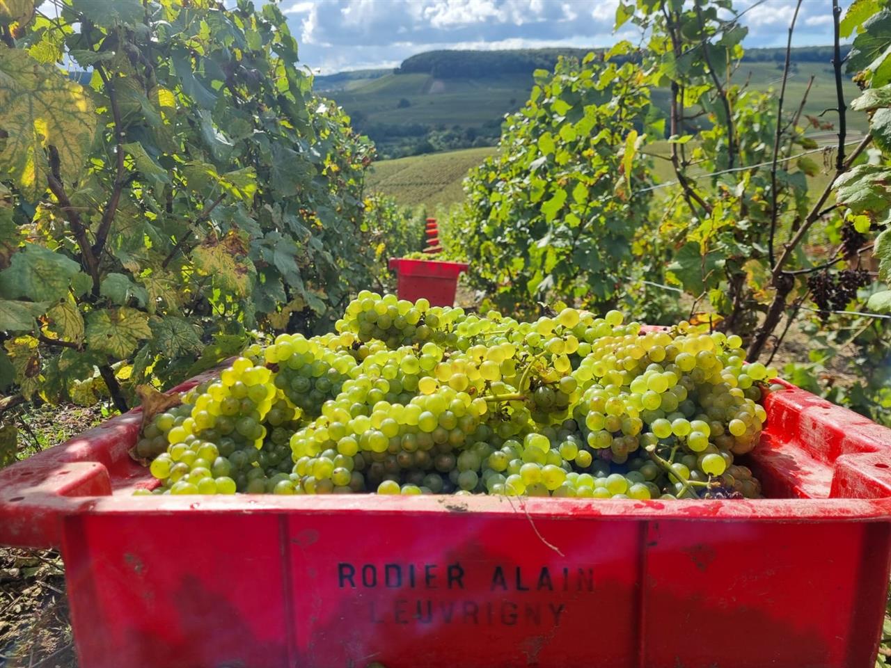 Champagne Alain Rodier