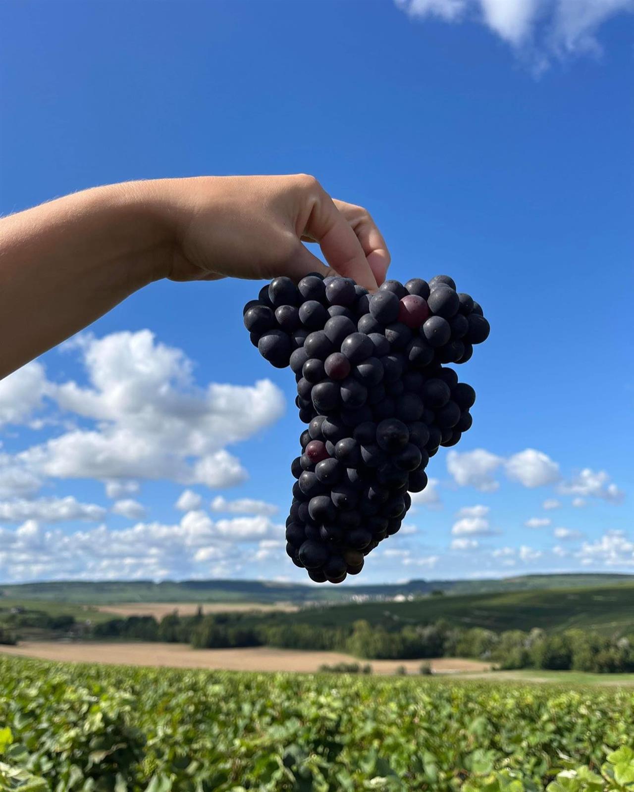 Champagne Thevenet Delouvin