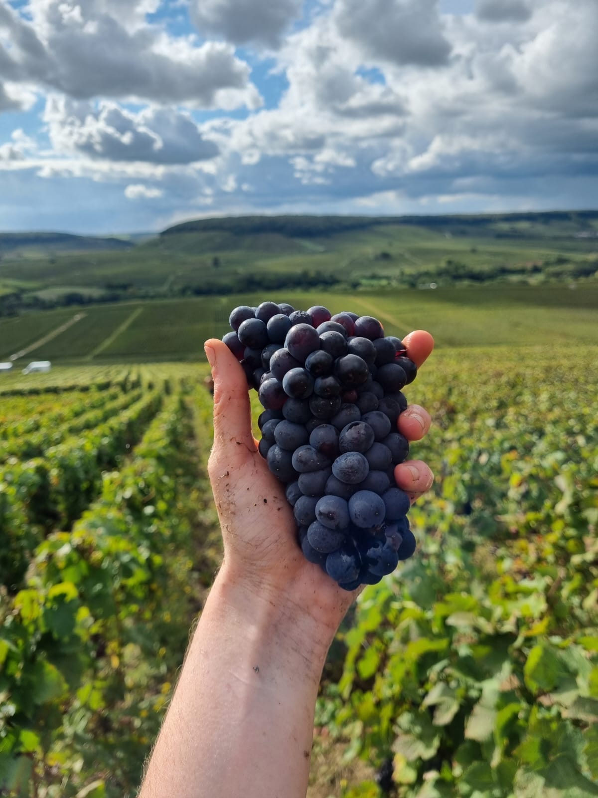 Champagne Alain Rodier