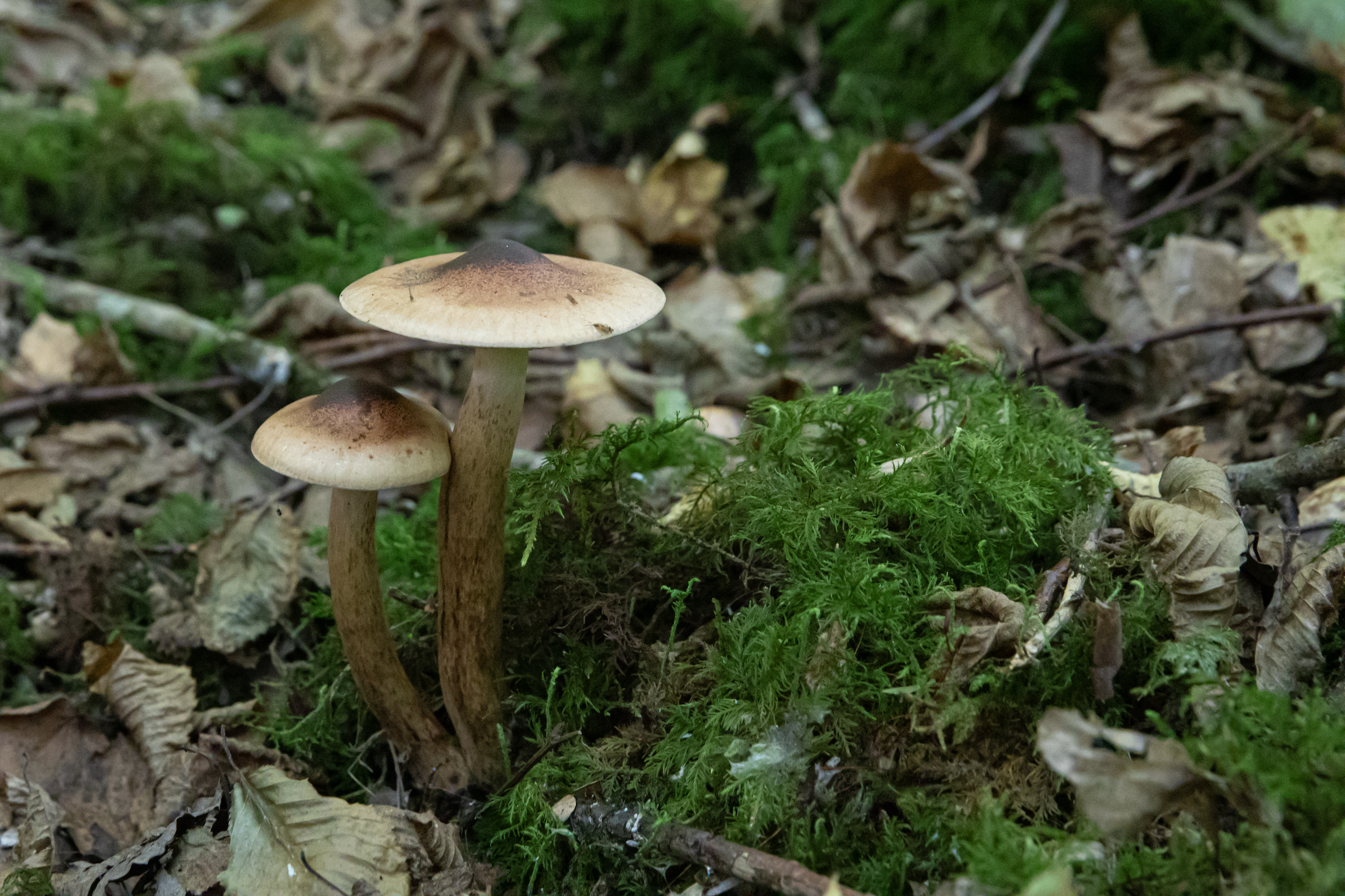 Balade en forêt au départ de l'Abbaye de Jovilliers