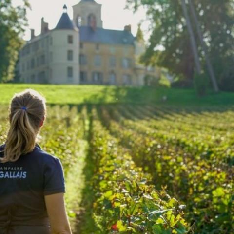 Champagne Le Gallais - Boursault