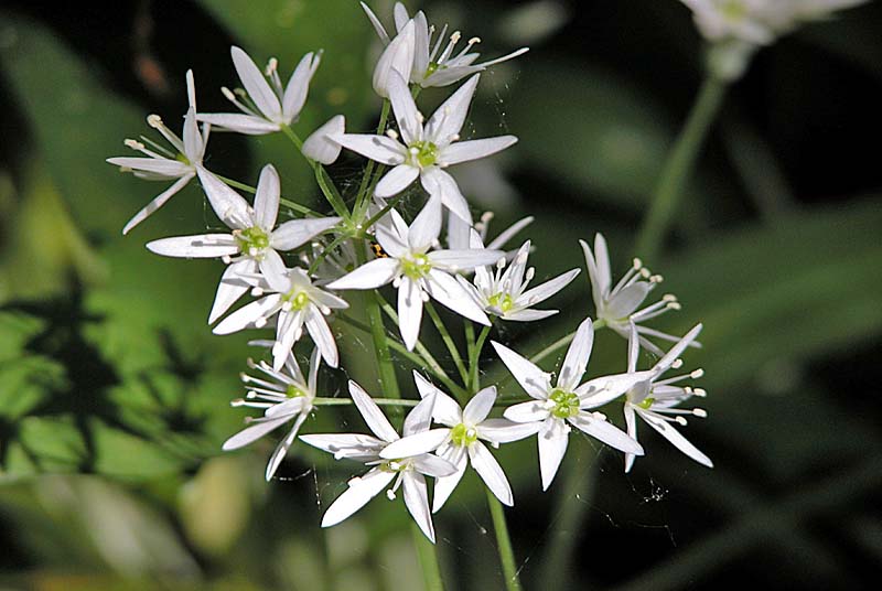 GORGES DE LA VINGEANNE