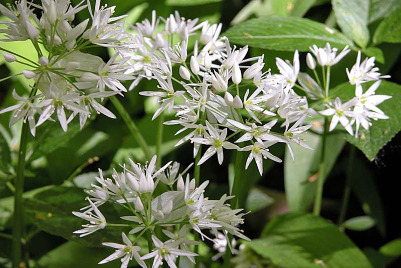 GORGES DE LA VINGEANNE, Aprey - photo 4