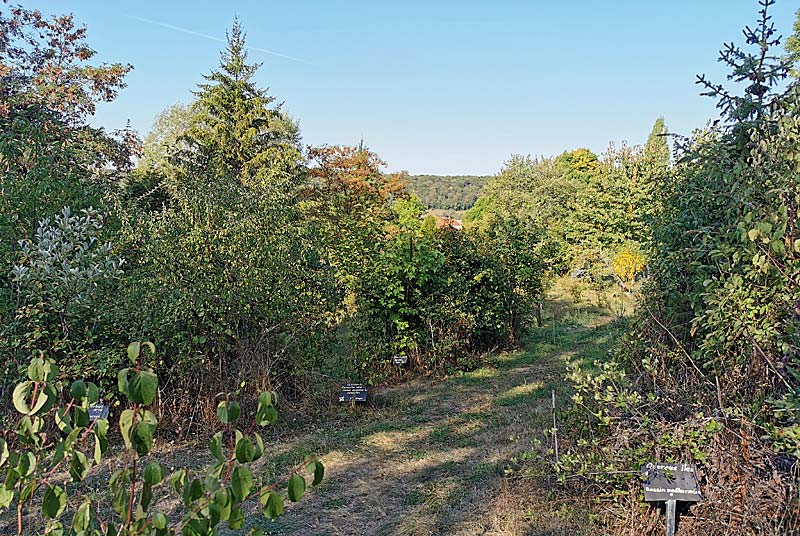 ARBORETUM DES CHARMETTES A LAMARGELLE-AUX-BOIS - photo 2