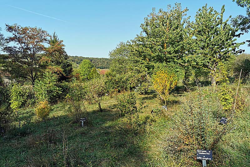 ARBORETUM DES CHARMETTES A LAMARGELLE-AUX-BOIS - photo 3