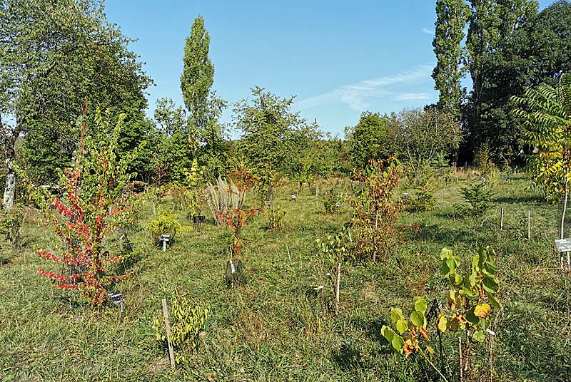 ARBORETUM DES CHARMETTES A LAMARGELLE-AUX-BOIS