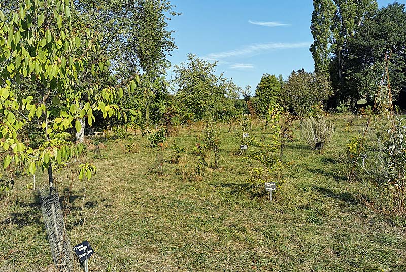 Arboretum des Charmettes à Lamargelle-aux-Bois, Vals-des-Tilles - photo 8
