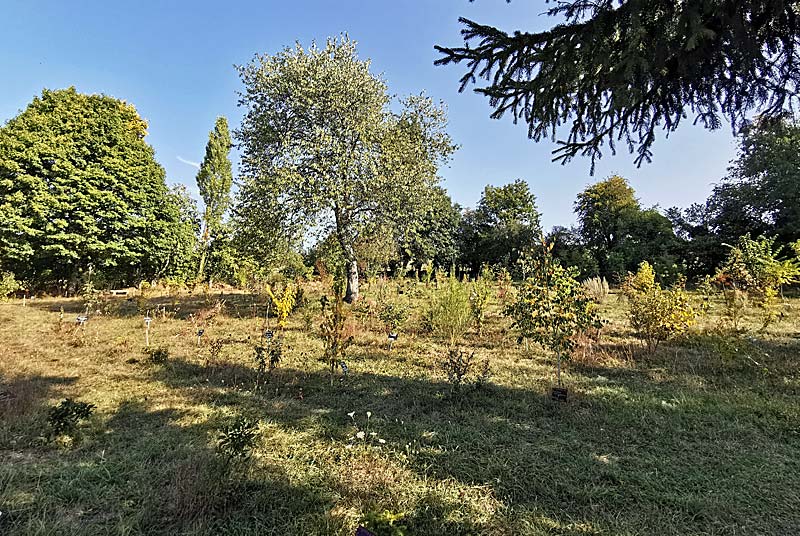 ARBORETUM DES CHARMETTES A LAMARGELLE-AUX-BOIS - photo 5