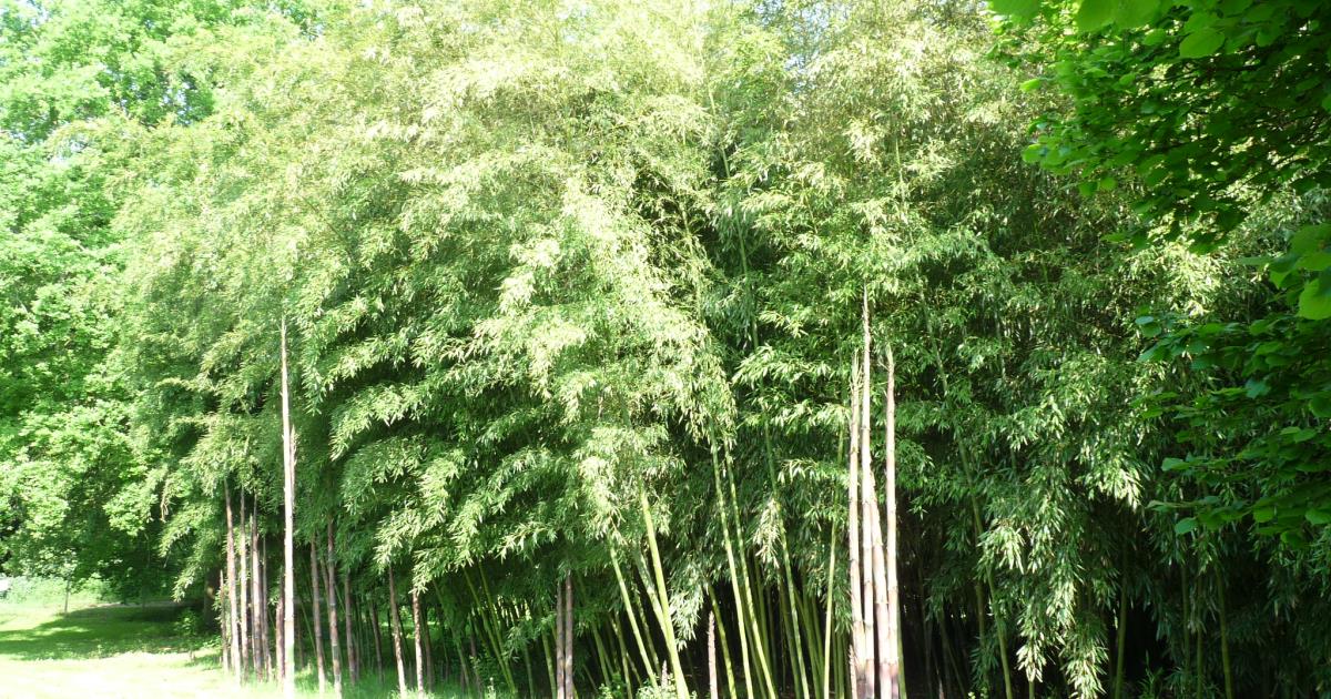 Bambousaie du Mépas à Fismes