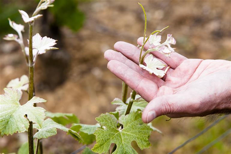 Champagne Beaumont des Crayères