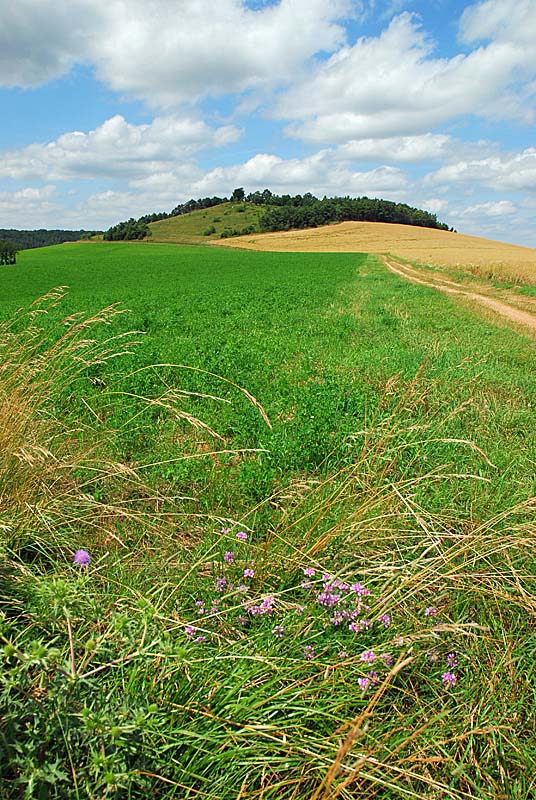 BUTTE DE TALOISON, Bay-sur-Aube - photo 3