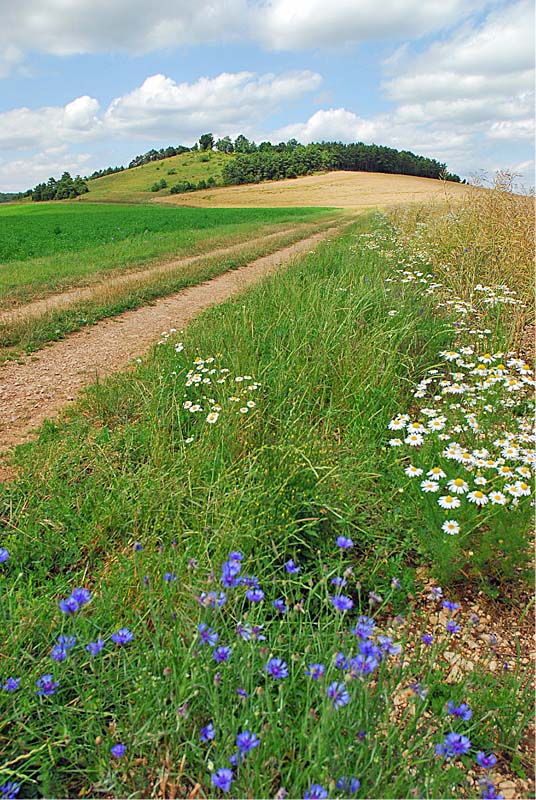 BUTTE DE TALOISON, Bay-sur-Aube - photo 6