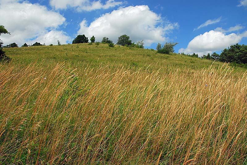 BUTTE DE TALOISON, Bay-sur-Aube - photo 4