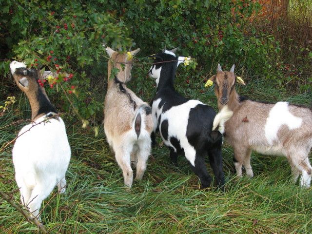 CAMPING LES HIRONDELLES, Bourg-Sainte-Marie - photo 2