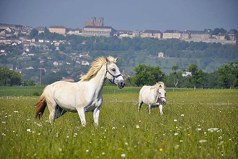 CENTRE DE TOURISME EQUESTRE DE LA LIEZ