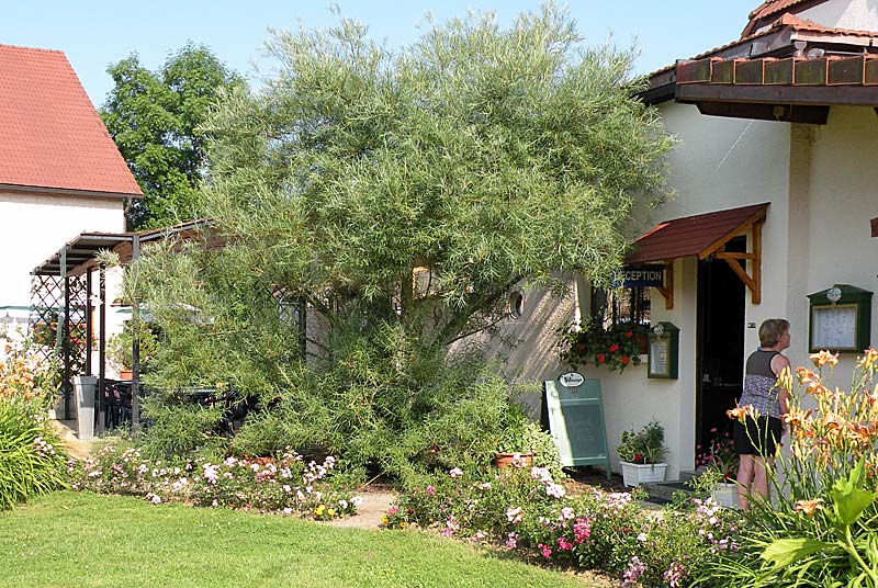 Camping Hautoreille, Bannes - photo 12