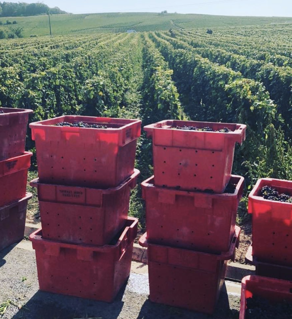 Champagne THIBAUT GISONY