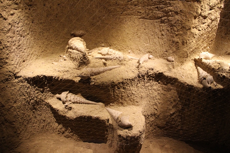 Cave aux coquillages - Fleury-la-Rivière - plage coquillière