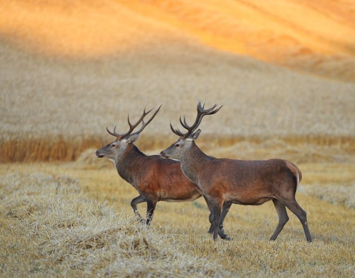 FEDERATION DES CHASSEURS DE LA HAUTE-MARNE