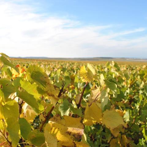 champagne-christian-muller-mailly-champagne-vignes