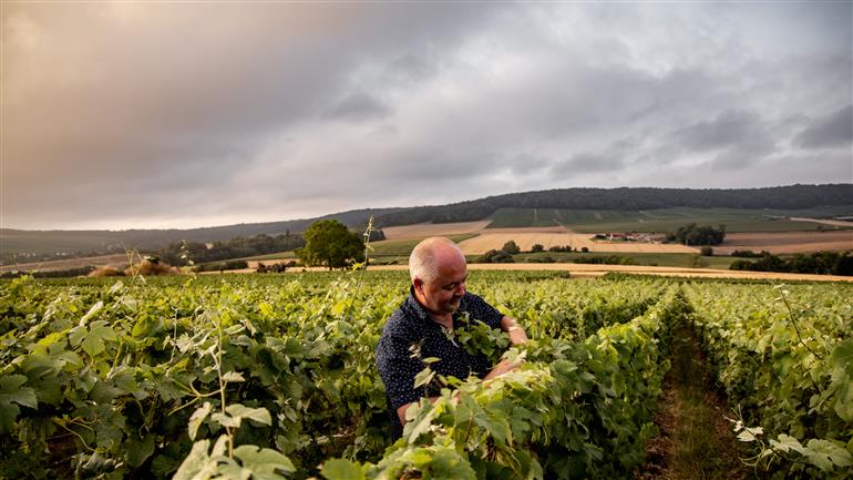 Champagne Eric Taillet (3)