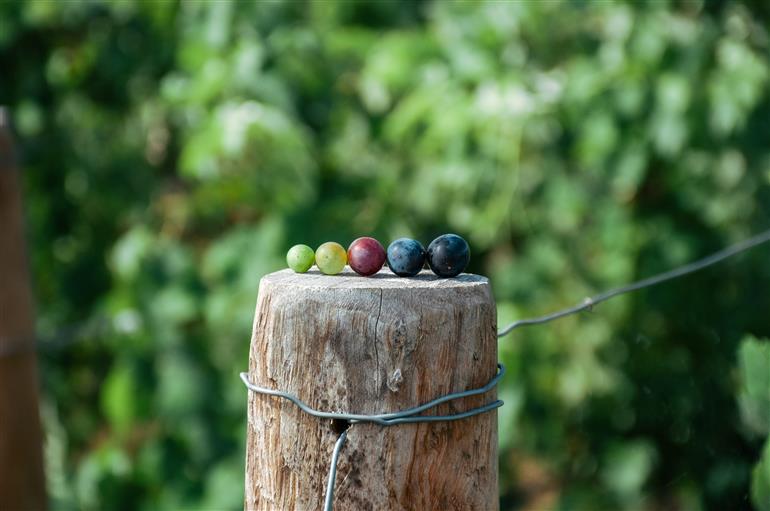 Champagne Eric Taillet (5)