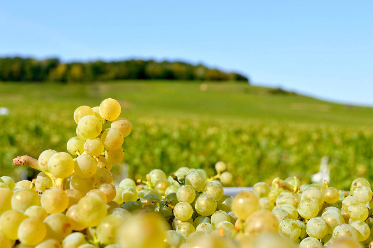Champagne-Pietrement-Renard---Villevenard