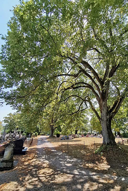 Cimetière d'Aubigny-sur-Badin, Le Montsaugeonnais - photo 4