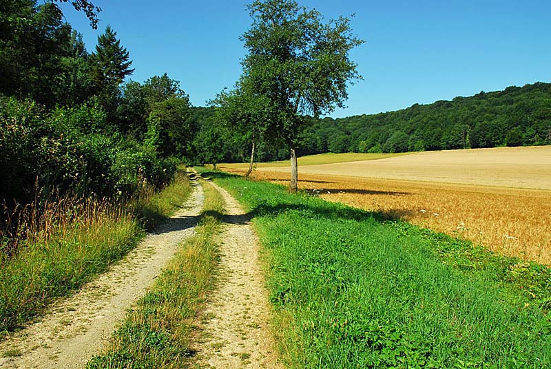 MARAIS DE LA COMBE DES RIOTS, Saint-Loup-sur-Aujon - photo 2