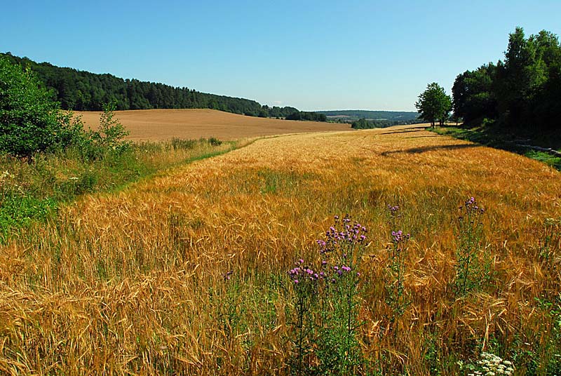 MARAIS DE LA COMBE DES RIOTS, Saint-Loup-sur-Aujon - photo 3