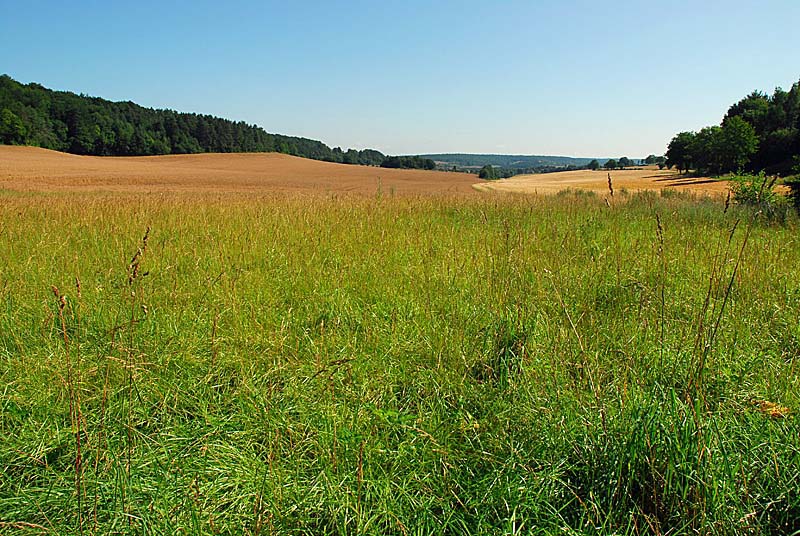 MARAIS DE LA COMBE DES RIOTS, Saint-Loup-sur-Aujon