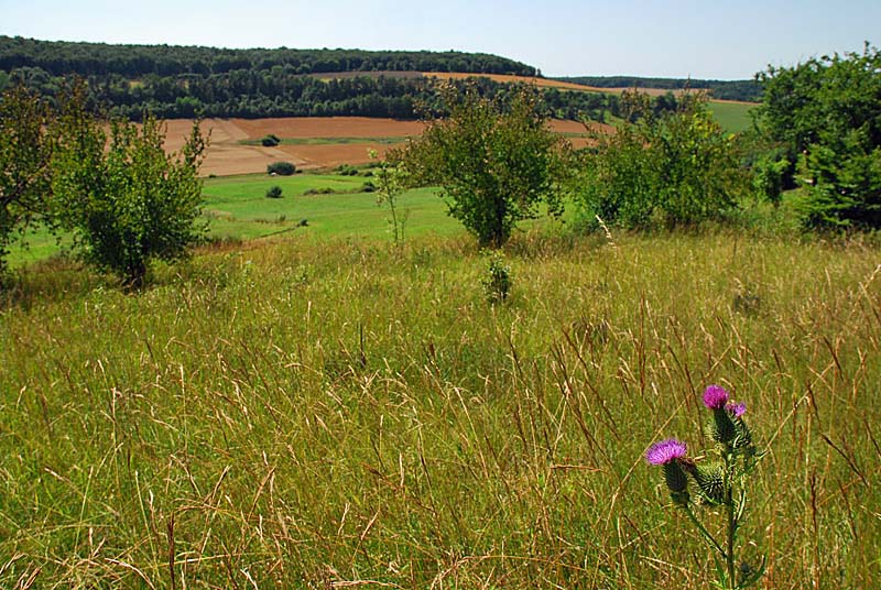 PELOUSES, BOIS ET MARAIS DE LA COMBE COURTEAU ET DU CHANET, Praslay - photo 2