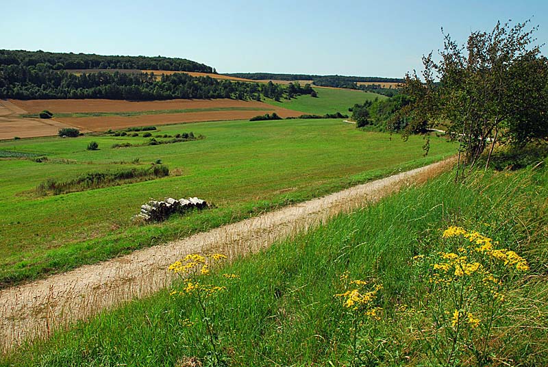 PELOUSES, BOIS ET MARAIS DE LA COMBE COURTEAU ET DU CHANET, Praslay - photo 4