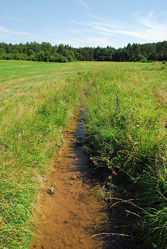 PELOUSES, BOIS ET MARAIS DE LA COMBE COURTEAU ET DU CHANET, Praslay - photo 3