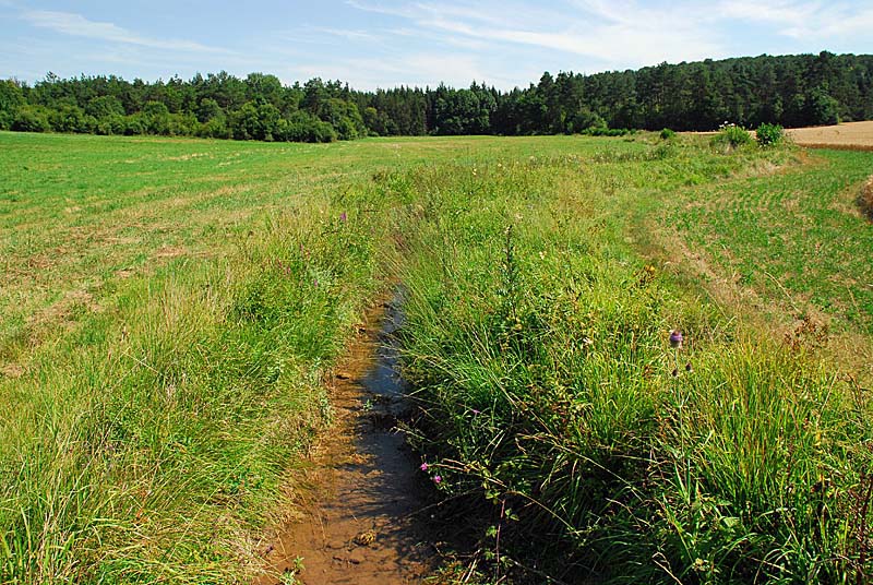 PELOUSES, BOIS ET MARAIS DE LA COMBE COURTEAU ET DU CHANET, Praslay - photo 7