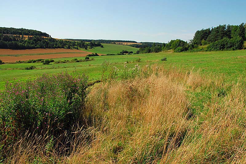 PELOUSES, BOIS ET MARAIS DE LA COMBE COURTEAU ET DU CHANET, Praslay - photo 6