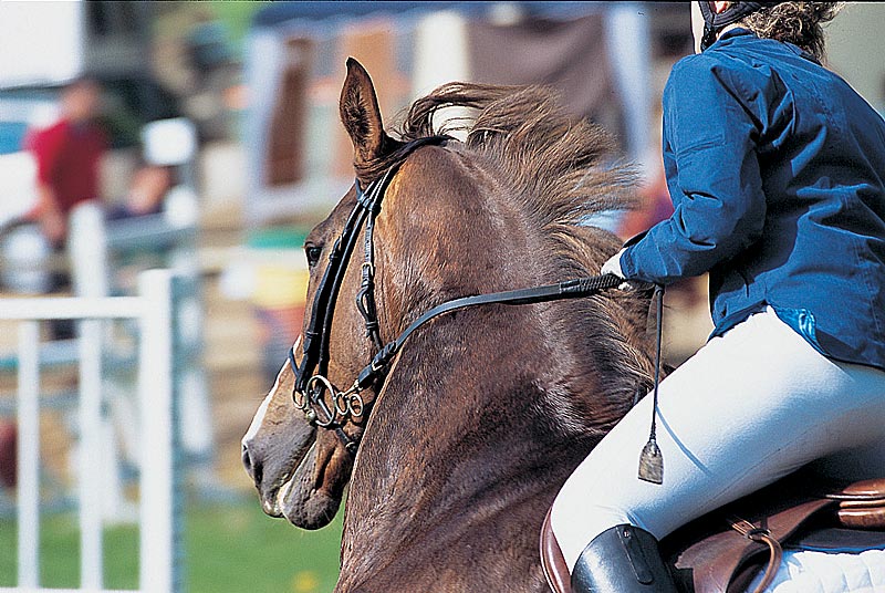 CERCLE HIPPIQUE NOGENTAIS