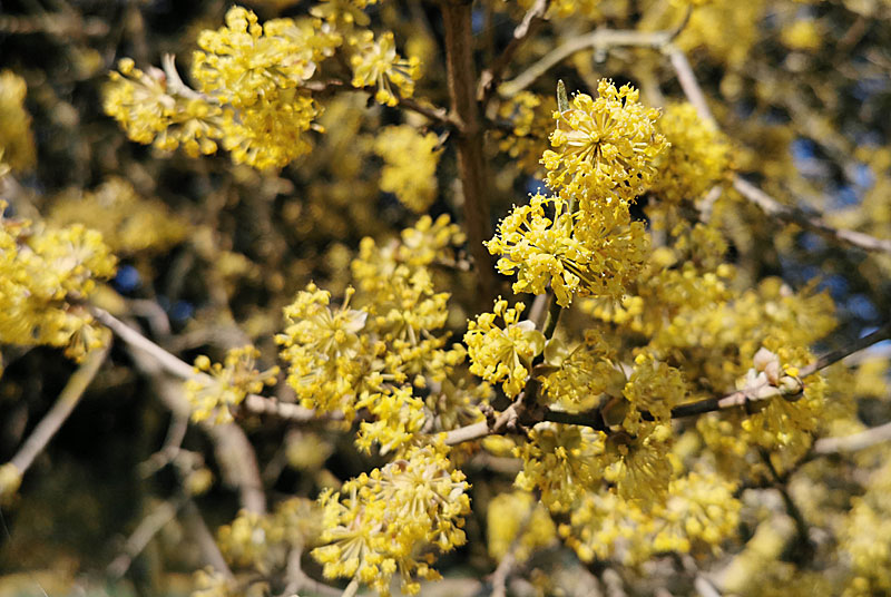 LE CORNOUILLER MALE DE LA FERME D'ANGOULEVANT